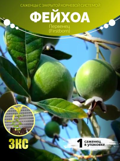 Фейхоа "Первенец (Firstborn)" ЗКС